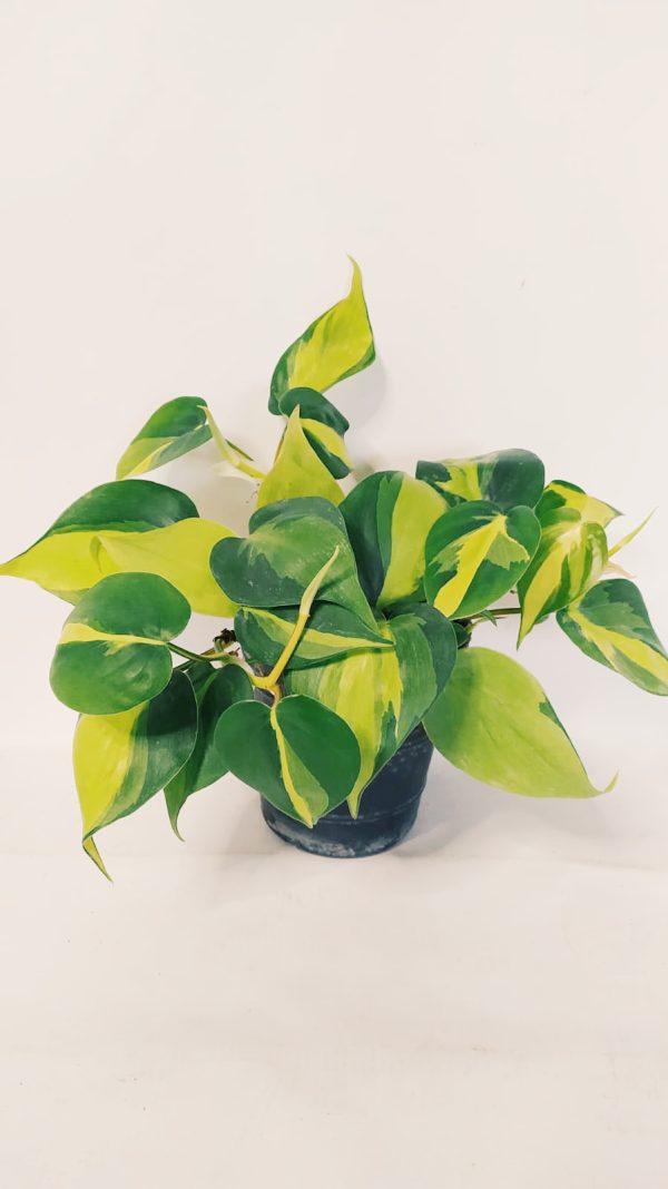 Philodendron Cordatum Brasil “S”
