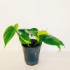 Philodendron Cordatum Brasil “S” - Image 7