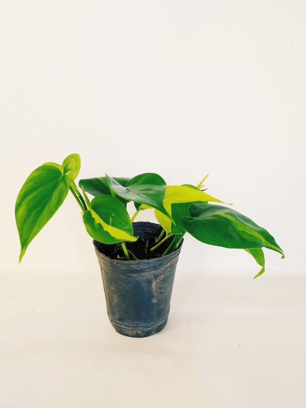 Philodendron Cordatum Brasil “S” - Image 7