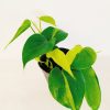 Philodendron Cordatum Brasil “S” - Image 6