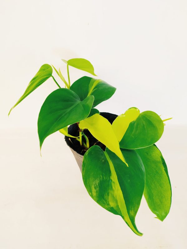 Philodendron Cordatum Brasil “S” - Image 6