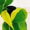 Philodendron Cordatum Brasil “S” - Image 5