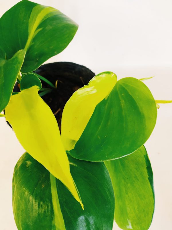 Philodendron Cordatum Brasil “S” - Image 5