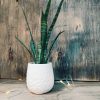 Baby Sansevieria Zeylanica “Mini Planta” + Ceramica Marte - Image 3