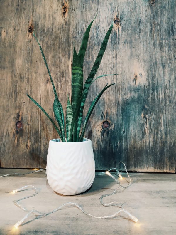 Baby Sansevieria Zeylanica “Mini Planta” + Ceramica Marte - Image 3