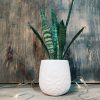 Baby Sansevieria Zeylanica “Mini Planta” + Ceramica Marte