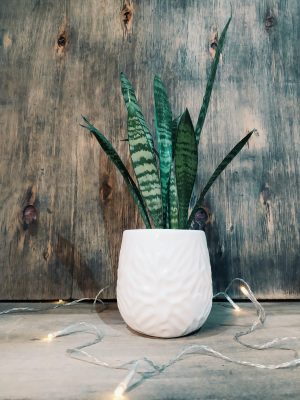 Baby Sansevieria Zeylanica “Mini Planta” + Ceramica Marte