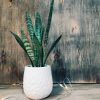 Baby Sansevieria Zeylanica “Mini Planta” + Ceramica Marte - Image 2
