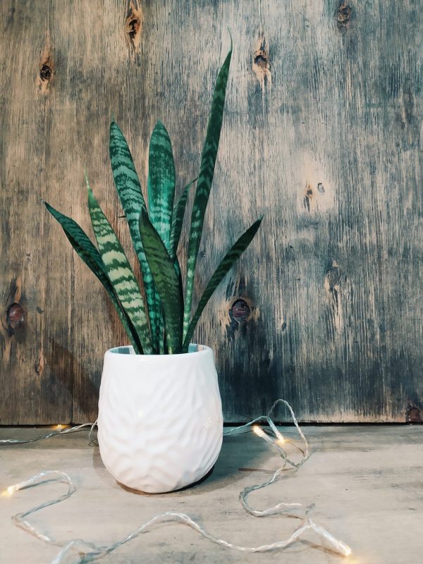 Baby Sansevieria Zeylanica “Mini Planta” + Ceramica Marte - Image 2