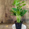 Baby Monstera Adansonii - Image 2