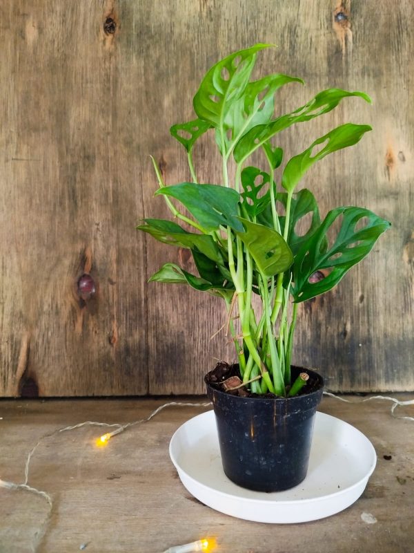 Baby Monstera Adansonii - Image 2