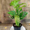 Baby Monstera Adansonii
