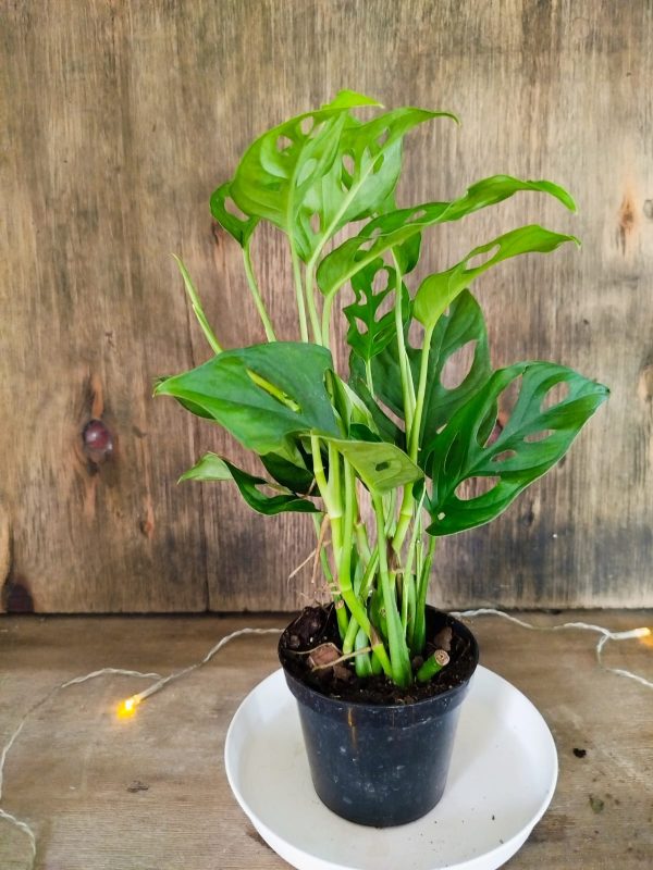 Baby Monstera Adansonii