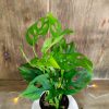 Baby Monstera Adansonii - Image 3