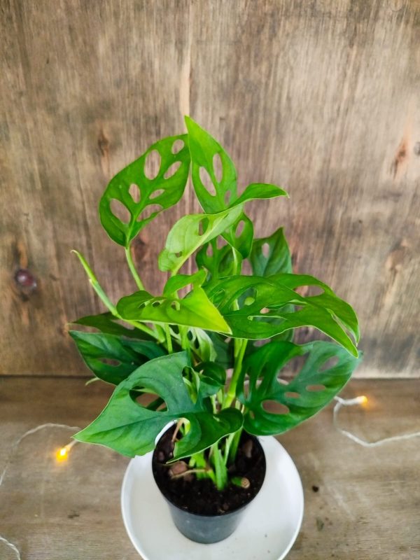 Baby Monstera Adansonii - Image 3