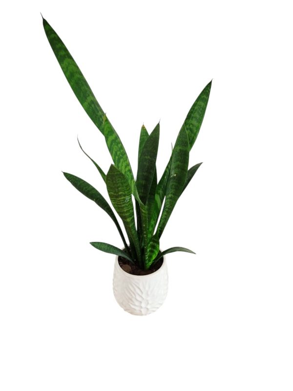 Baby Sansevieria Zeylanica “Mini Planta” + Ceramica Marte - Image 2