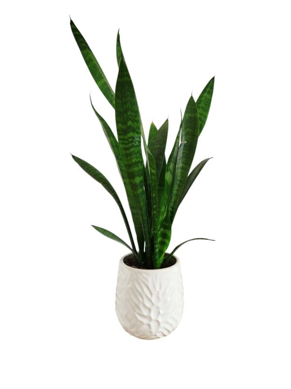 Baby Sansevieria Zeylanica “Mini Planta” + Ceramica Marte - Image 3
