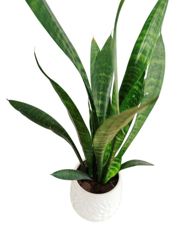 Baby Sansevieria Zeylanica “Mini Planta” + Ceramica Marte - Image 4