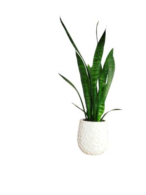 Baby Sansevieria Zeylanica “Mini Planta” + Ceramica Marte