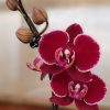 Orquídea Baby Multiflora PHALAENOPSIS (x pedido)