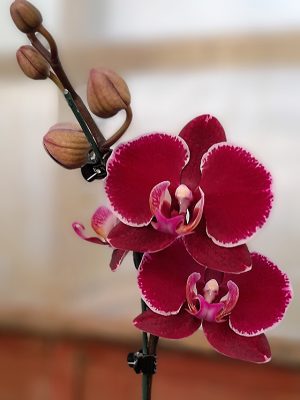 Orquídea Phalaenopsis, la planta ideal para dar un toque de sofisticación a cada rincón! 🏡💖