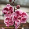 Orquídea Baby Multiflora PHALAENOPSIS (x pedido) - Image 6