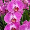 Orquidea phalaenopsis Mediana (x pedido) - Image 2