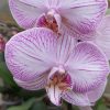 Orquidea phalaenopsis Mediana (x pedido) - Image 19