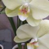 Orquídea Baby Multiflora PHALAENOPSIS (x pedido) - Image 7