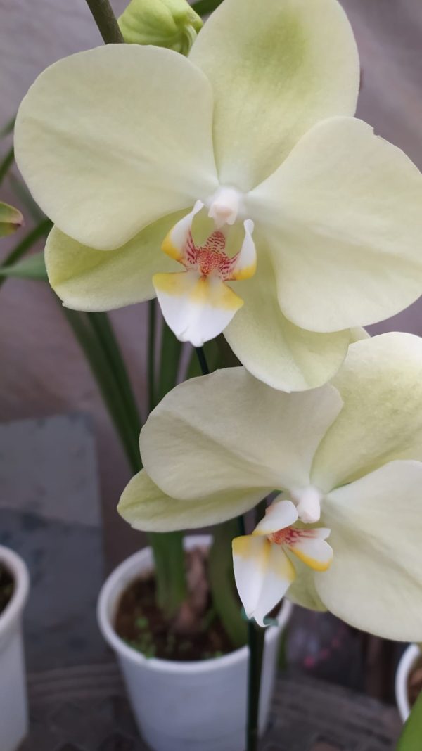 Orquídea Baby Multiflora PHALAENOPSIS (x pedido) - Image 7