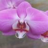 Orquidea phalaenopsis Mediana (x pedido) - Image 18