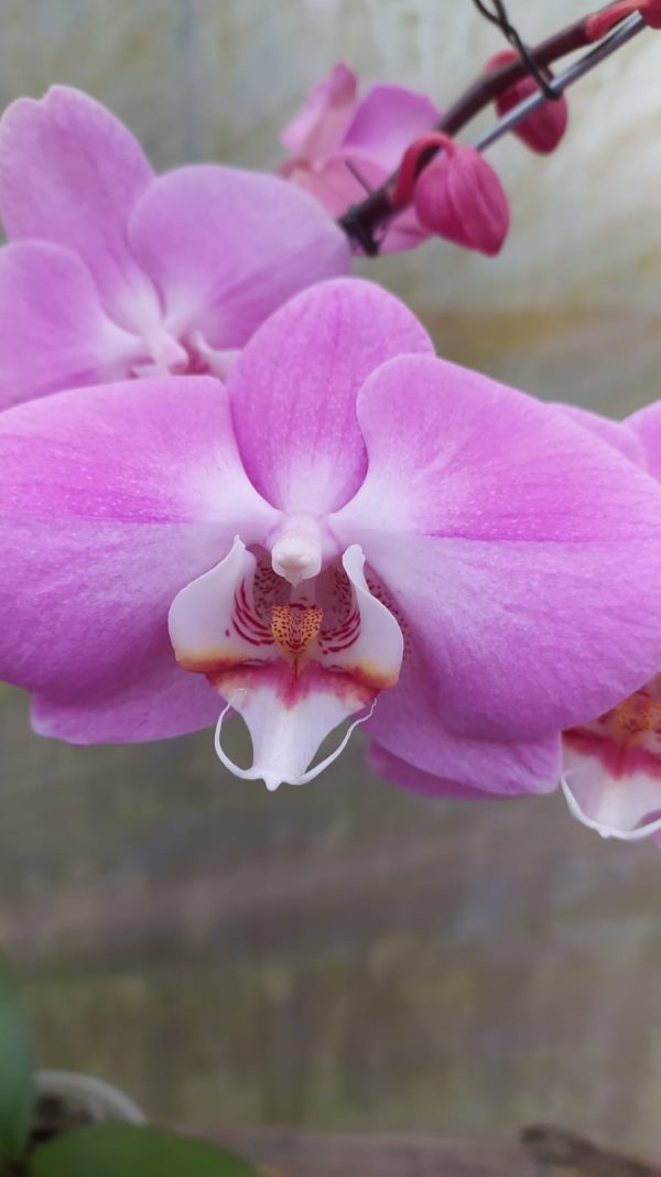 Orquidea phalaenopsis Mediana (x pedido) - Image 18