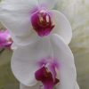 Orquidea phalaenopsis Mediana (x pedido) - Image 16