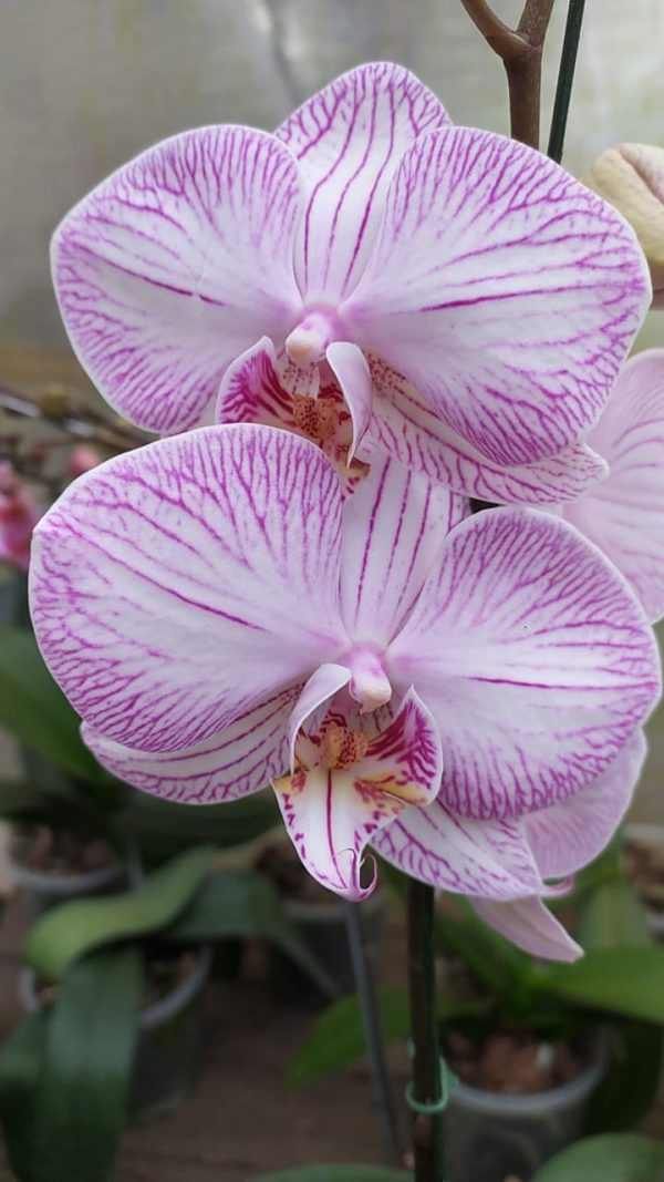 Orquidea phalaenopsis Mediana (x pedido) - Image 17
