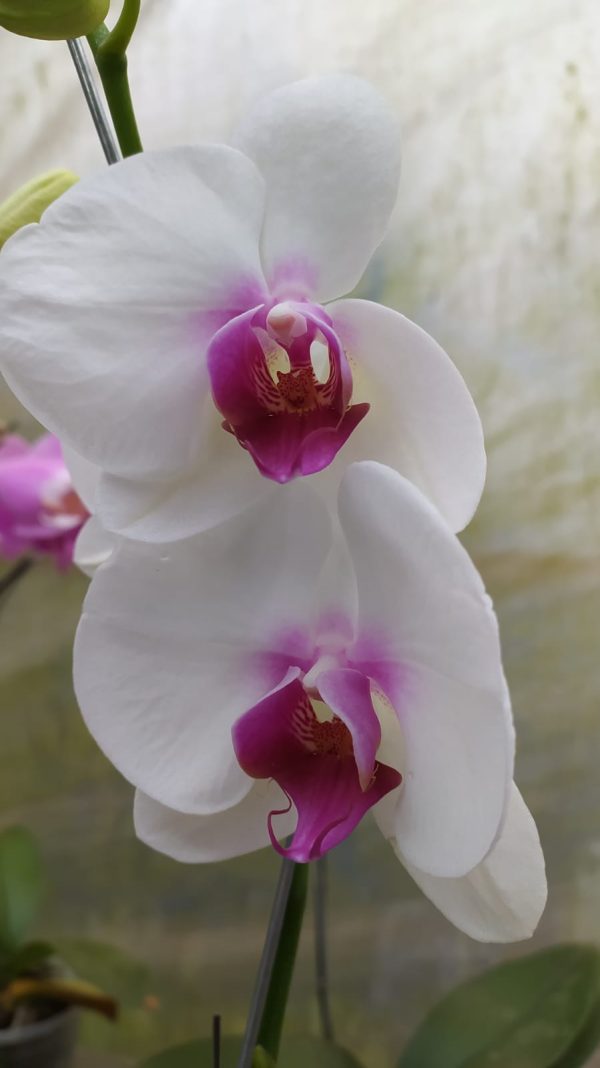 Orquidea phalaenopsis Mediana (x pedido) - Image 16