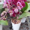 Orquídea Baby Multiflora PHALAENOPSIS (x pedido) - Image 2
