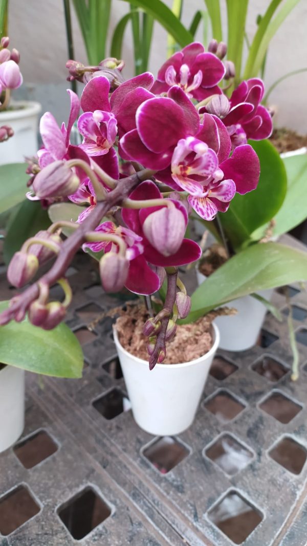 Orquídea Baby Multiflora PHALAENOPSIS (x pedido) - Image 2