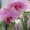 Orquidea phalaenopsis Mediana (x pedido) - Image 12
