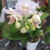 Orquídea Baby Multiflora PHALAENOPSIS (x pedido) - Image 3