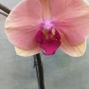 Orquidea phalaenopsis Mediana (x pedido) - Image 13