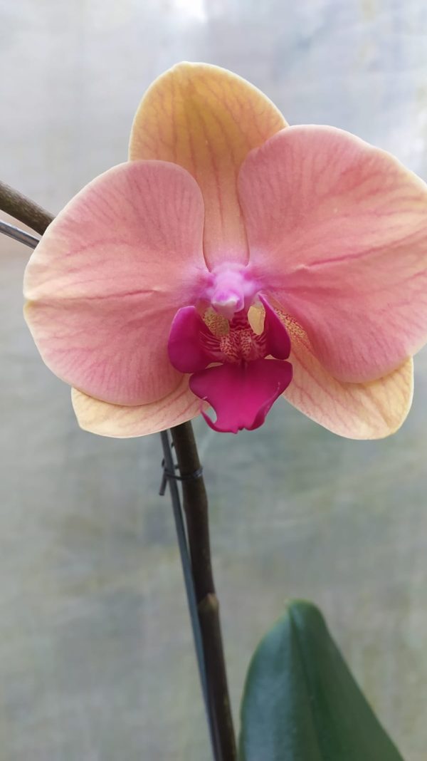 Orquidea phalaenopsis Mediana (x pedido) - Image 13