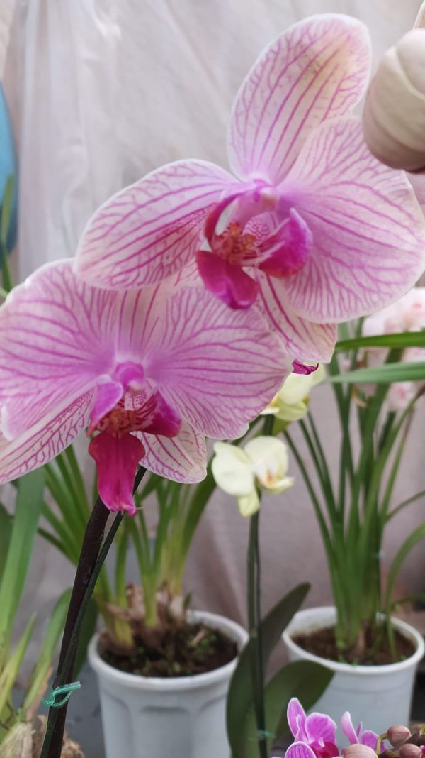 Orquidea phalaenopsis Mediana (x pedido) - Image 12