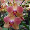 Orquídea Baby Multiflora PHALAENOPSIS (x pedido) - Image 8