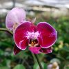 Orquidea phalaenopsis Mediana (x pedido) - Image 4