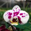 Orquidea phalaenopsis Mediana (x pedido) - Image 3