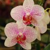 Orquidea phalaenopsis Mediana (x pedido) - Image 8