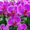 Orquidea phalaenopsis Mediana (x pedido)