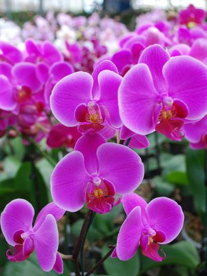 Orquidea phalaenopsis Mediana (x pedido)