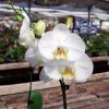 Orquidea phalaenopsis Mediana (x pedido) - Image 5