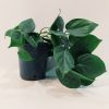 Philodendron Cordatum Verde "S"
